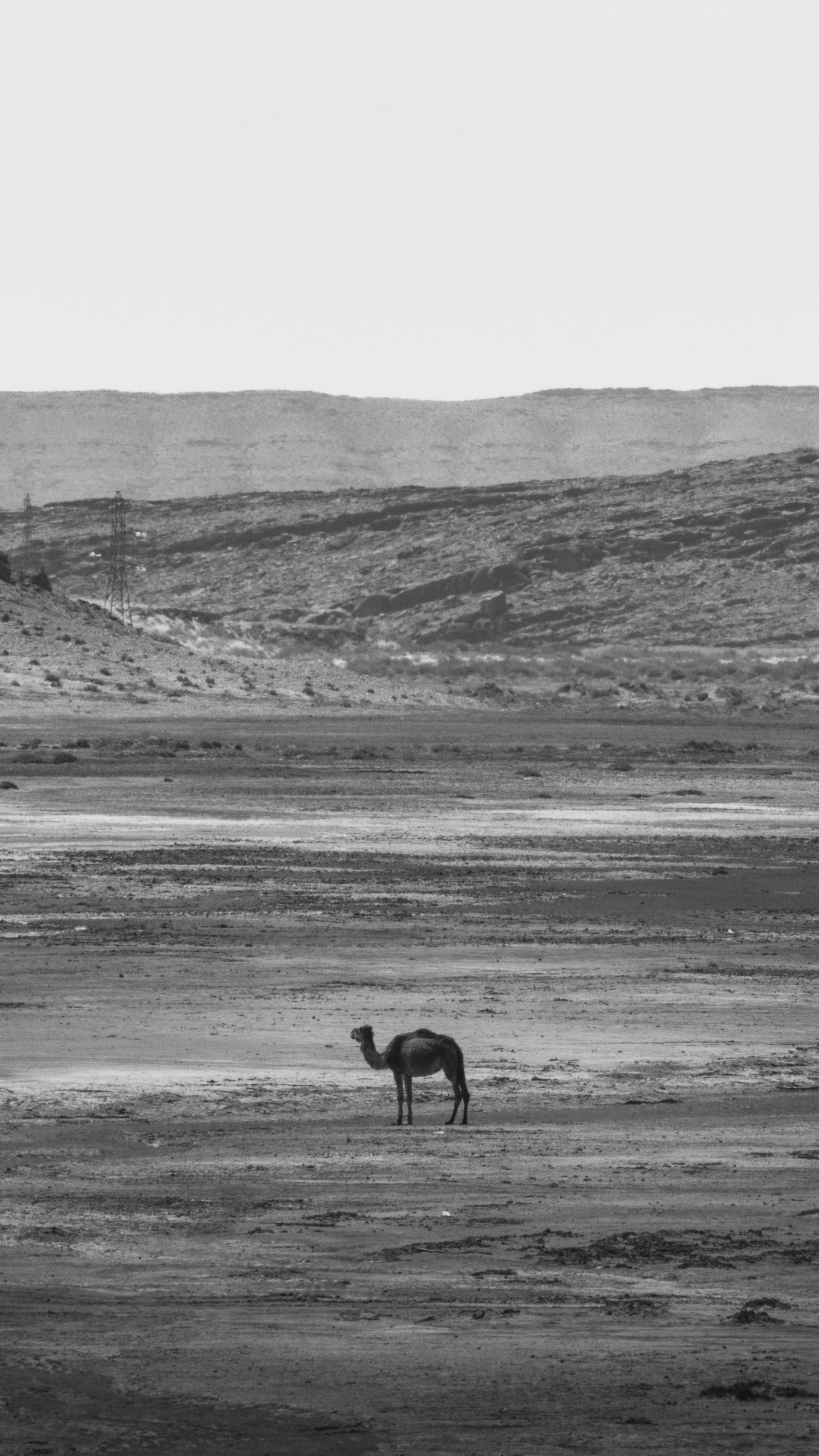 Parched Land: Rajasthan’s Thirst for Survival