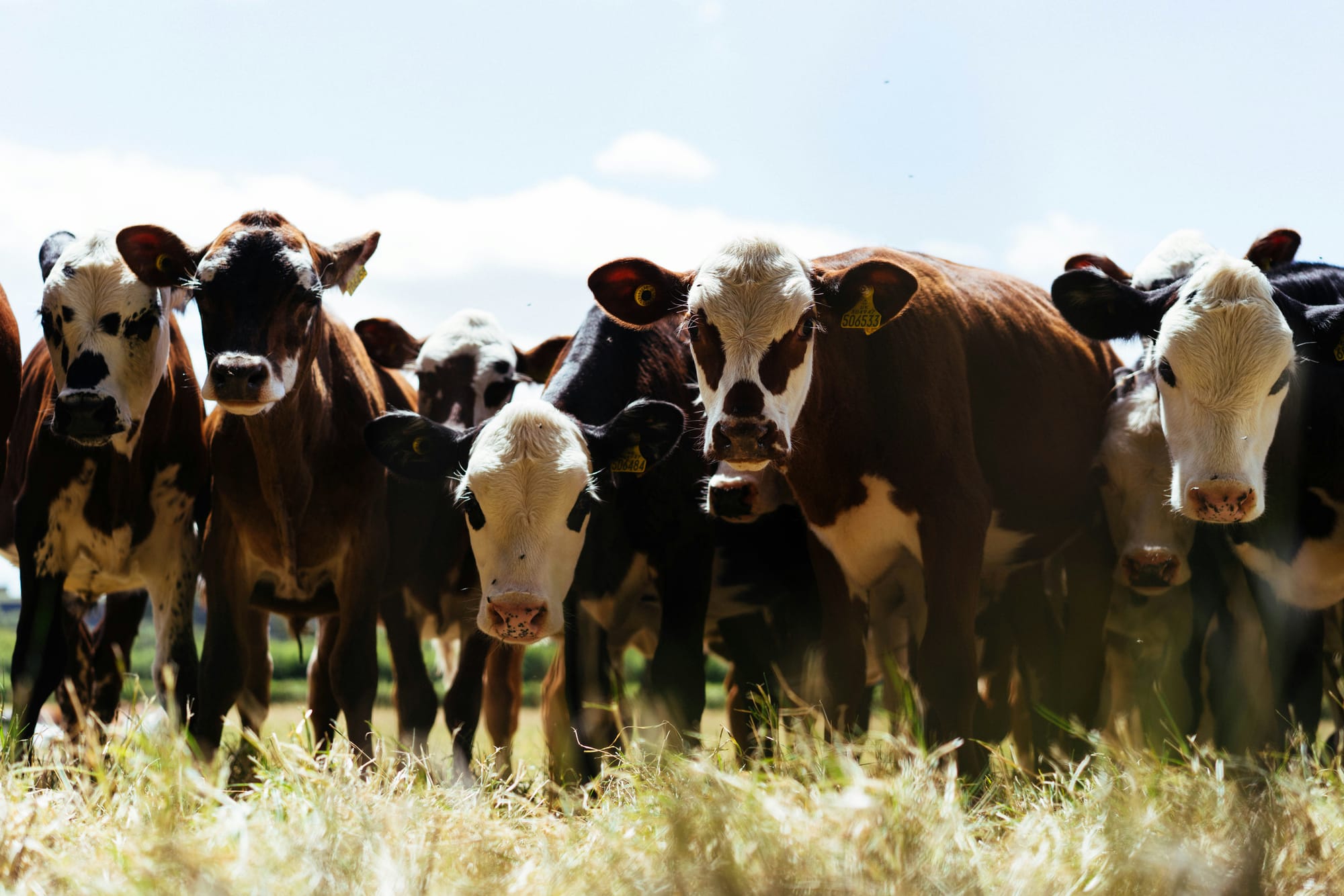 Cattle looking into camera in a grazing field.